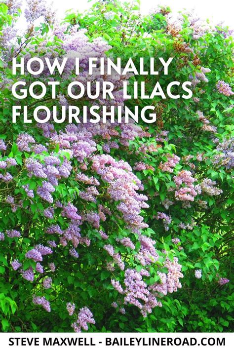 Lilac Lessons How I Finally Got Our Lilacs Flourishing Lilac Gardening Lilac Bushes Boxwood