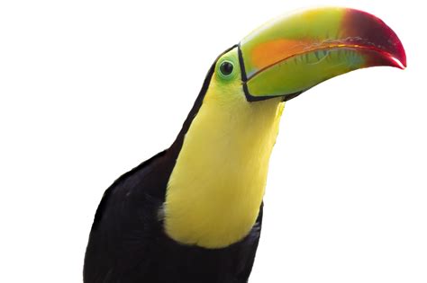 Toucan Png