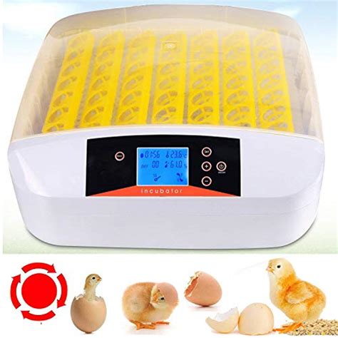 Comment Avoir Des Poussins Coq Incubation Poule Couveuse