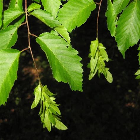 American Hornbeam Carpinus Caroliniana 20 Seeds