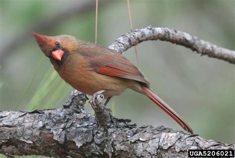 Northern Cardinal - Cardinalis cardinalis - NatureWorks