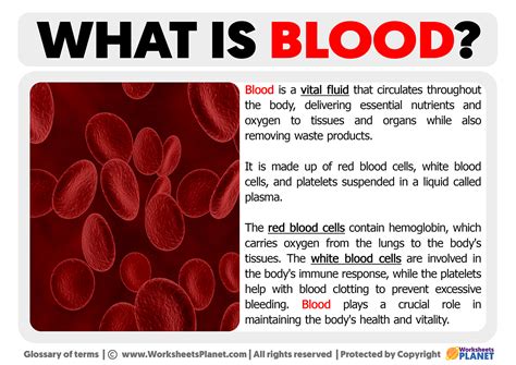 What Is Blood Definition Of Blood