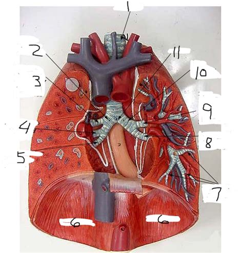 Respiratory System Pt 14 Diagram Quizlet