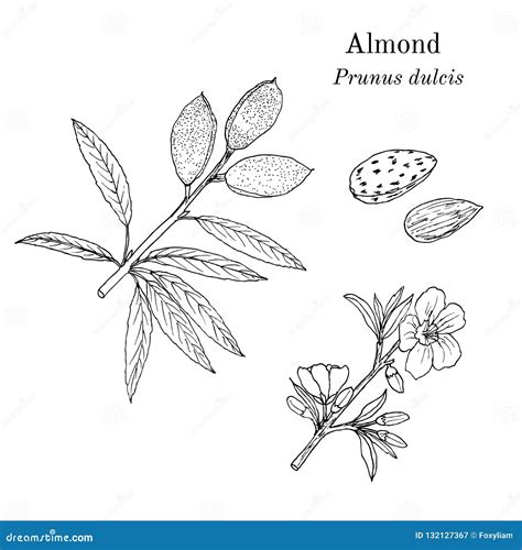 Medicinal and Kitchen Plant Almond Prunus Dulcis Stock Vector