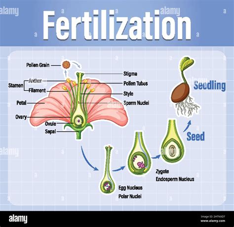 Diagram Of Pollination Of Flowering Plants Illustration Stock Vector Image And Art Alamy