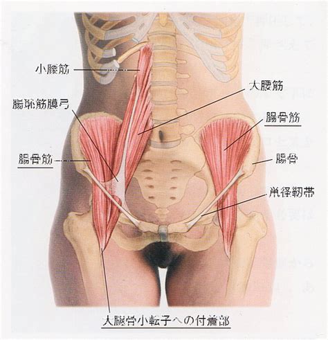 腰の筋肉｜腸骨筋の機能的解剖や作用と腸骨筋の触診方法とは？ ｜ 志木のイーバランス整体院