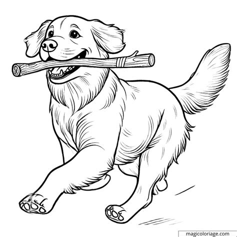 Coloriage Golden Retriever