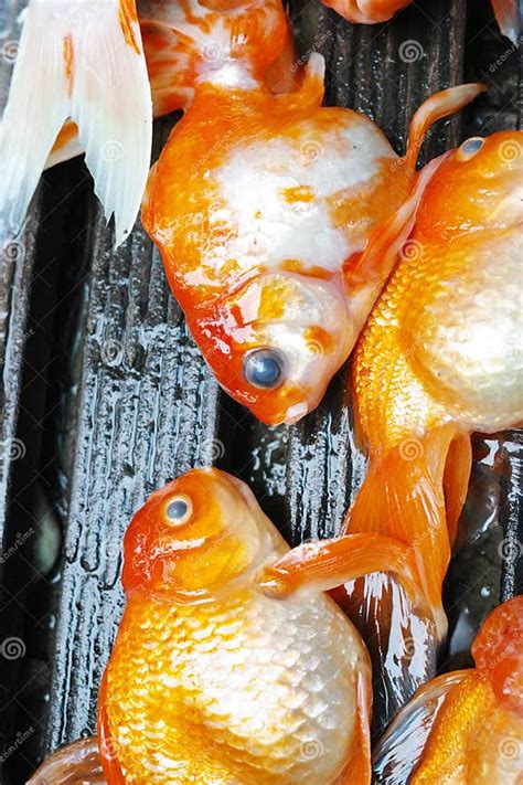 Dead Koi Fish Diseases Infected Stock Photo Image Of Beautiful