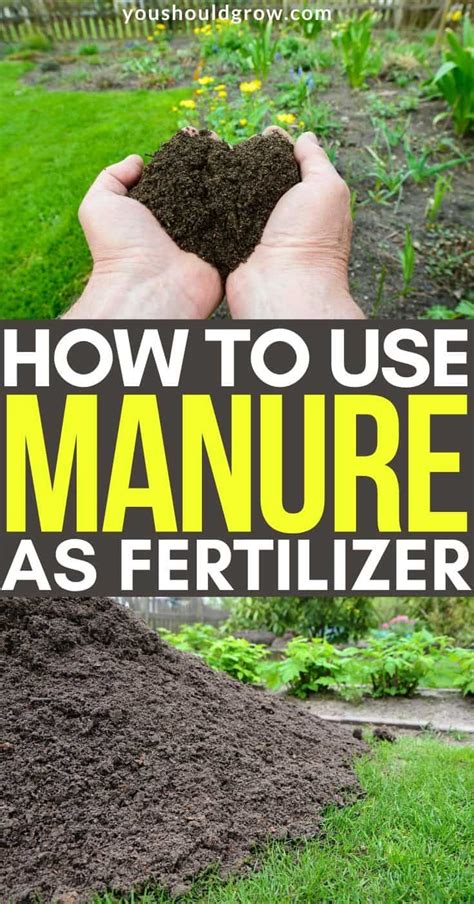 How To Safely Use Animal Manure For Fertilizer - You Should Grow