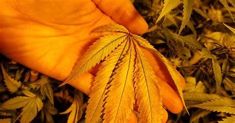 Reddening Purpling Of Yellowing Leaves Week 4 Flower What Seems To Be The Issue Album On Imgur