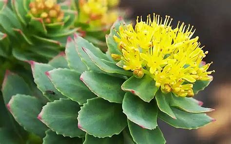 What Is Rhodiola Health Benefits Of Rhodiola Rosea