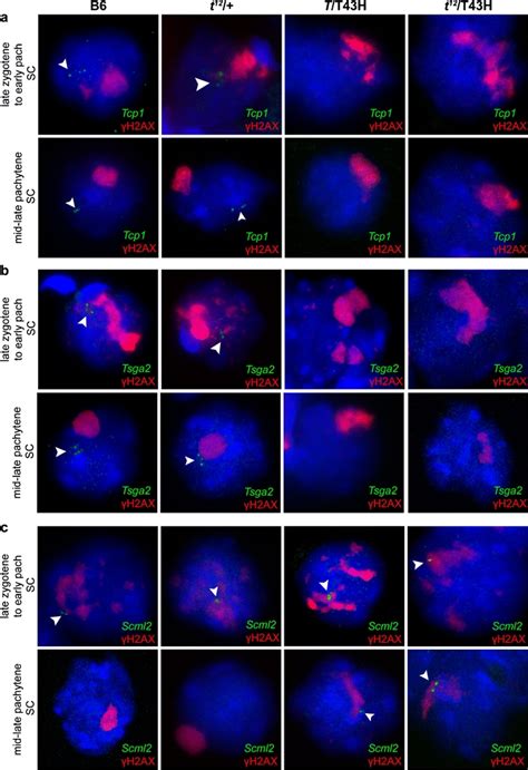 Tcp Tsga And Scml Expression By Rna Fish Of Control And T H