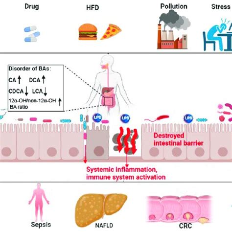 Bile acid disorder and intestinal-barrier-dysfunction-related diseases.... | Download Scientific ...