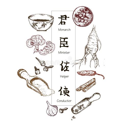 Chinese Medicine Herbs And Plants Zhen Shen Root Vector Illustration