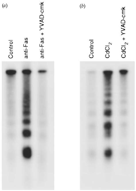 Inhibition Of Apoptosis In JPX 9 Cells By YVAD Cmk ICE Inhibitor A