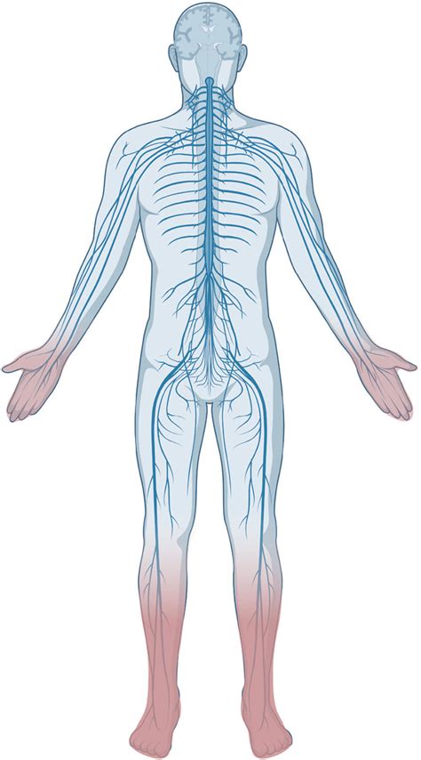 Towards Prevention Of Diabetic Peripheral Neuropathy Clinical