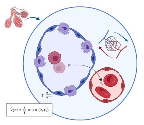 Alveoli Gas Exchange | BioRender Science Templates