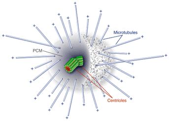 The Centriole - Organelles Incorporated