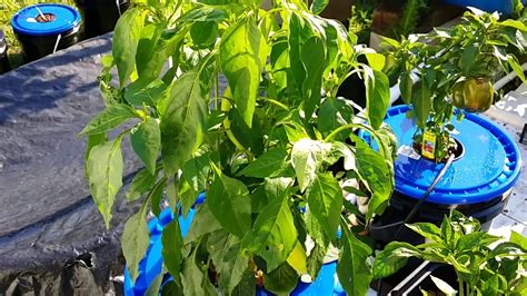 Hydroponic Pepper Update Going From Kratky To Dwc Ep 29 Youtube