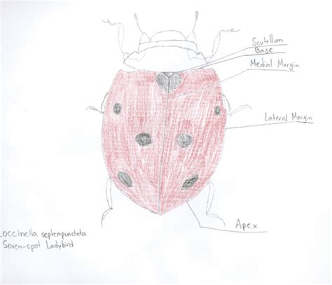 Specimen Sketches Seven Spot Ladybird Kidsmu