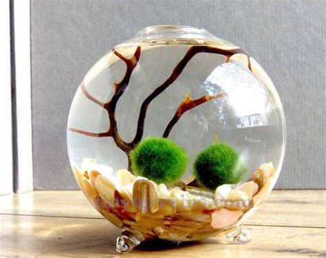 FREE Gift Box Medium Cork Glass Jar Marimo Moss Ball Terrarium Kit