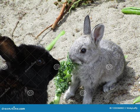 Summer Season`s Sweet And Adorable Baby Bunny Rabbits Jericho Beach