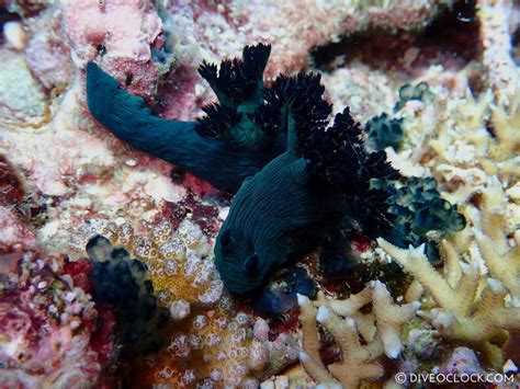 100 Stunning Nudibranchs Of Anilao Nudibranch Capital Of The World