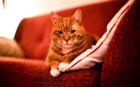 Adult Red Cat On A Sofa Wallpapers And Images Wallpapers Pictures