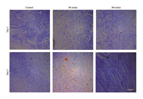 Histological Evaluation Of Cell Embedded Collagen Constructs Upon