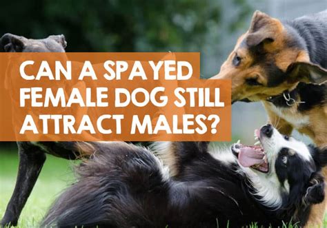 Can a Spayed Female Dog Still Attract Males? (Truth Revealed)