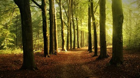 Woud Bomen Pad Gratis Foto Op Pixabay