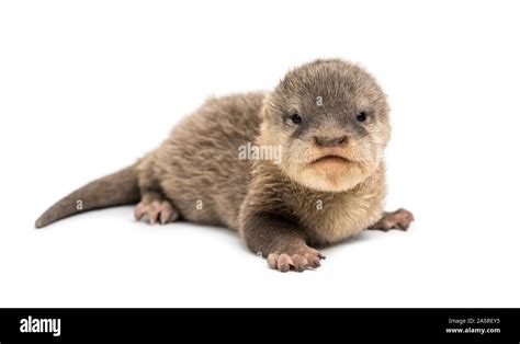 Baby Asian small-clawed otter, Amblonyx cinerea, also known as the ...