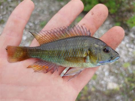 Eastern Happy Astatotilapia Calliptera Allyn Toth Flickr