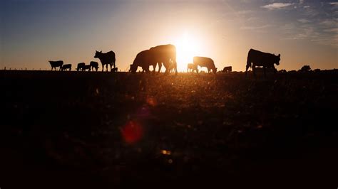 Our Work: Lallemand Animal Nutrition - Elevating a National Brand — The ...