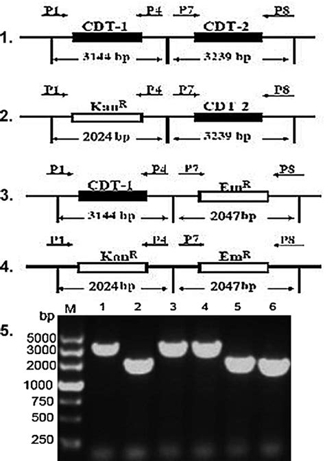 Figure 1 From Cytolethal Distending Toxin CDT Of The Haemophilus