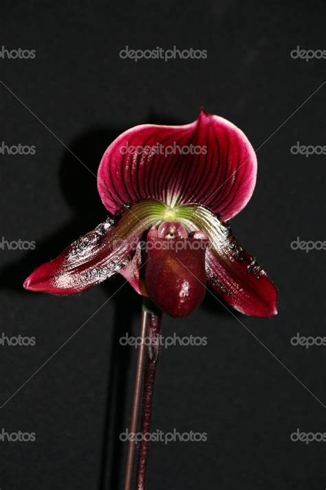 Single Dark Red Orchid ⬇ Stock Photo, Image by © catstail #20842897