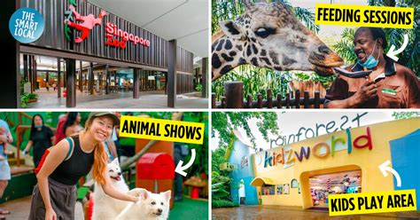 Singapore Zoo Guide: Over 300 Species & Adventure Tours