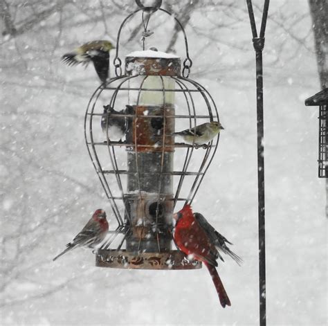 Live and Learn-Toss and Turn: Hungry Birds