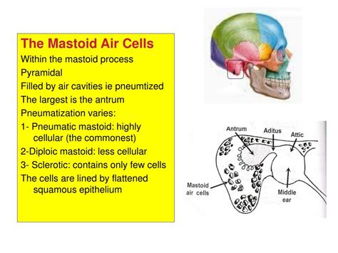 Ear Anatomy Mastoid