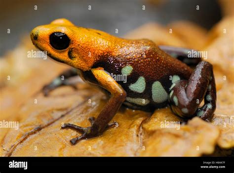 Poison Dart Frog Dendrobatidae Colombia Stock Photo Alamy