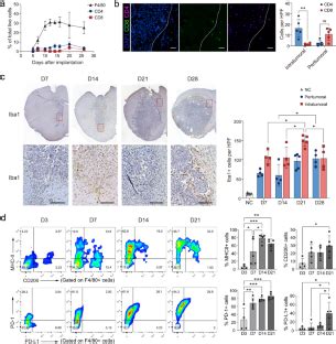 Interaction Of Glioma Associated Microglia Macrophages And Anti Pd