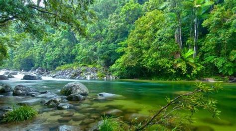 Discover The Beauty Of Mossman Gorge In North Queensland