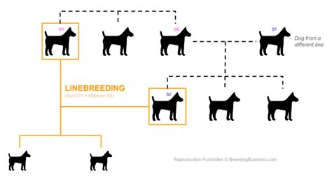 Definition And Meaning Of Linebreeding In Dogs — Breeding Business