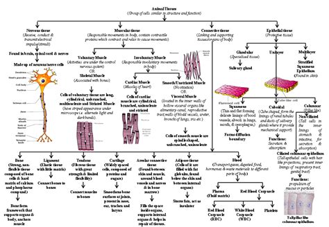 Animal Tissues And Their Functions Pdf