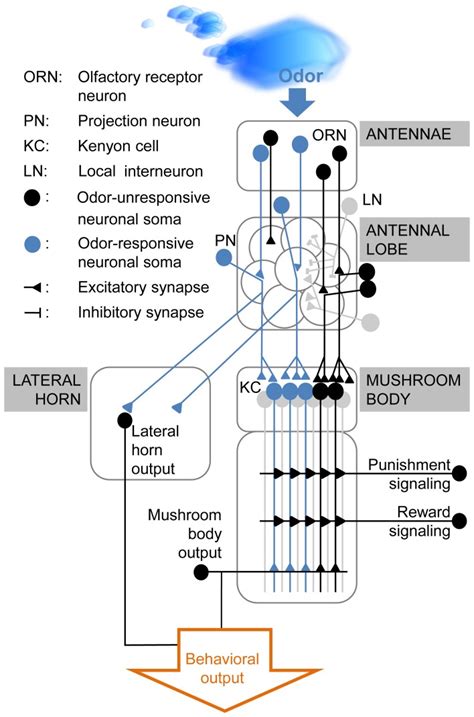 Simplified Diagram Of Olfactory Processing In Drosophila Melanogaster