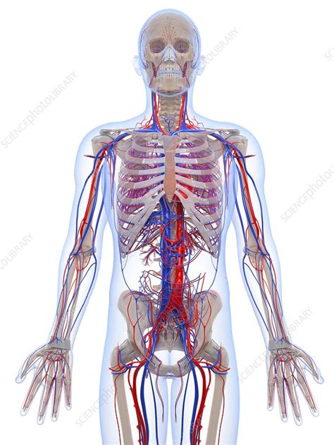 Male Vascular System Artwork Stock Image F005 6503 Science Photo