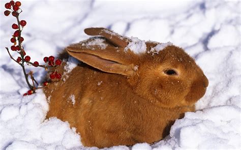 🔥 [46+] Animals in the Snow Wallpapers | WallpaperSafari