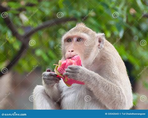 Monkey Eating Fruit Stock Photos - Image: 33542643