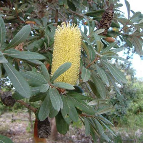 Banksia integrifolia - Coastal Banksia - Blerick Tree Farm