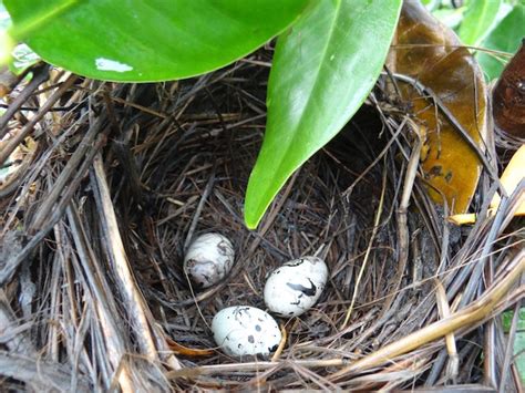 Grackle Eggs